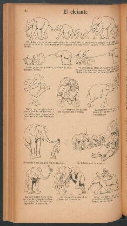 El elefante - [Ilustración]