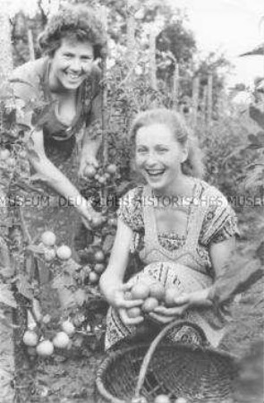Tomatenernte in der LPG Börnicke (Kr. Nauen)