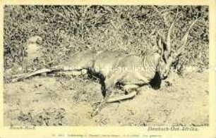 Antilope in Tansania