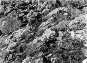 Vegetation im Fabulosa-Tal : Opuntiarasen in Blockfluren des Fabulosa-Tals.