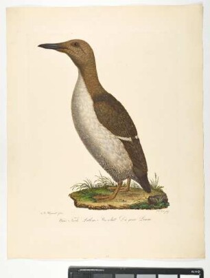 Uria Troile. Latham. Mas. adult. Die graue Lumme. - Trottellumme.. Uria aalge. Männchen. - Zeichner: Johann Mathias Hergenröder; Stecher: Johann Carl Bock