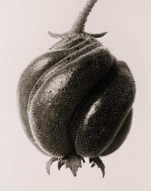 Blumenbachia Hieronymi – Geschlossene Samenkapsel in 18-facher Vergrößerung
