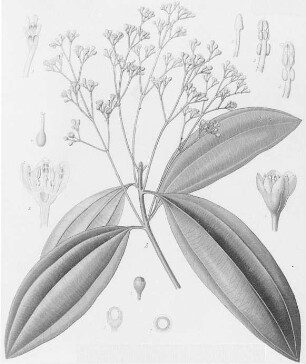 Zimtkassie (Cinnamomum cassia), farbig : Geographie | Wirtschaftsgeographie | Zucker-, Gewürz- und Getränke liefernde Pflanzen | Gewürzplanzen (Muskatnuß, Zimt, Vanille)