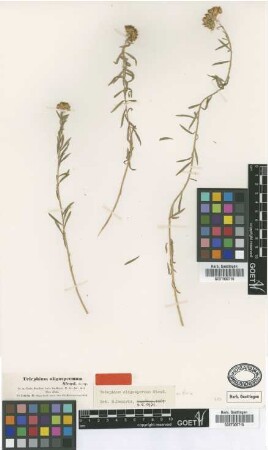 Telephium oligospermum Steud. ex Boiss. [type]
