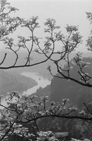 Blick von der Bastei auf die Elbe durch Zweige hindurch