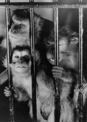 Hamburg-Stellingen. Tierpark Hagenbeck. Paviane in ihrem Gehege. Leiden zu dritt