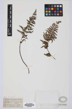 Asplenium lanceolatum Hudson