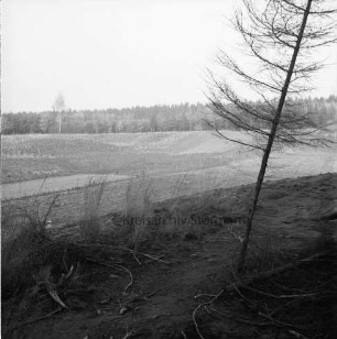Oher Tannen: Renaturierung eines Teils der Kiesgrube: vorn rechts Baum: daneben Sträucher: dahinter Senke mit Anpflanzung von Laubbäumen: im Hintergrund Tannenwald