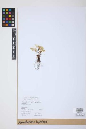 Aleuritopteris leptolepis (Fraser-Jenk.) Fraser-Jenk.
