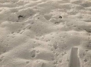 Geläuf eines Rebhuhns im Schnee