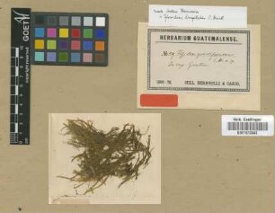 Fissidens gracilifrondeus Müll.Hal. [isotype]