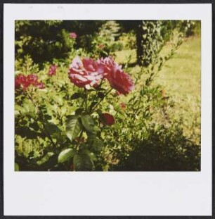 Rosen in Puy-Saint-Martin