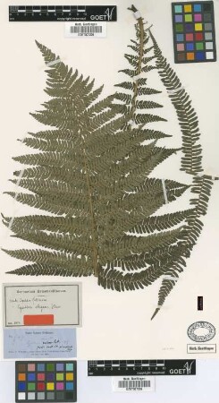 Cyathea elegans Heward [type]