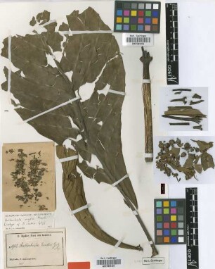 Anthocleista zenkeri Gilg [isotype]