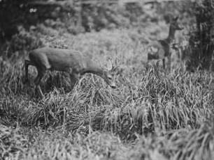 Rehe