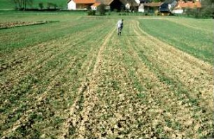 Fotografie: Säverfahren, Rodesaat, Feldaufgang