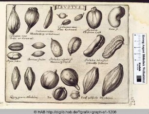 Fructus: Gewürze und essbare Fruchtkerne