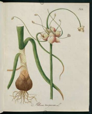 Allium viviparum L.