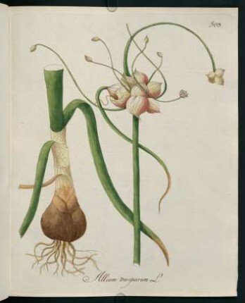 Allium viviparum L.