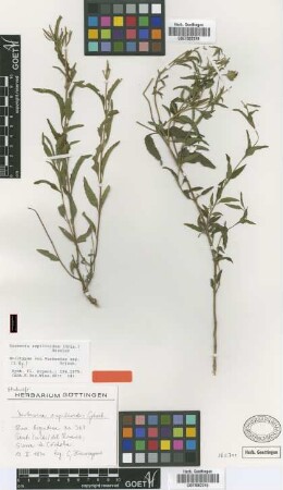 Verbesina aspilioides Griseb. [holotype]