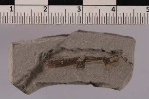 Heuschrecke (Orthoptera)