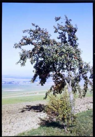 Neudingen: Apfelbaum auf der Baar