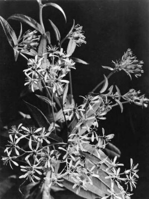 Jakobs-Greiskraut (Senecio jacobaea), auch Jakobs-Kreuzkraut genannt, Pflanzengattung der Greiskräuter (Senecio) innerhalb der Familie der Korbblütler(Asteraceae)