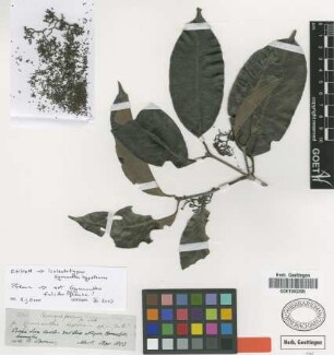 Excoecaria farinosa Griseb. [type]