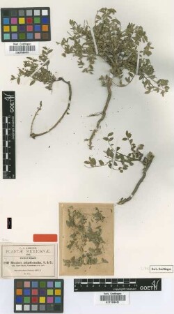 Menodora helianthemoides Bonpl. var. parviflora Greenm.[type]