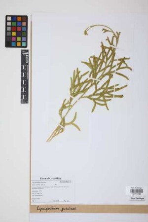 Lycopodium jussiaei Desv. ex Poir.
