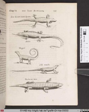 Des Reptiles qui se voyent en ces Iles.