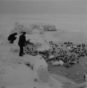 Bei Saßnitz. Spaziergänger füttern Enten und Schwäne (in einer Wake?)