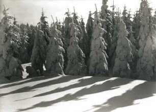 Osterzgebirge. Winterwald zwischen Altenberg und Kahleberg