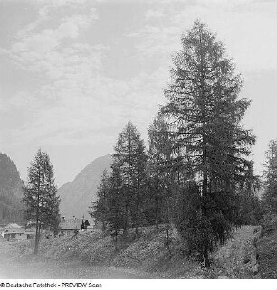 Bäume in einem Tal (in den Alpen?)