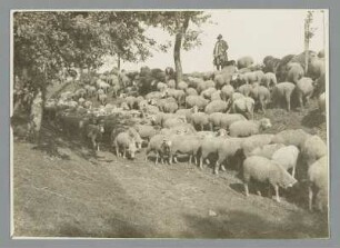 Gnandstein. Schäfer und Schafherde