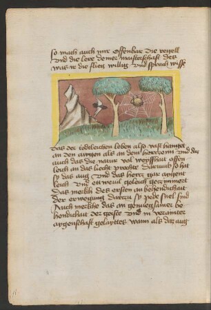 Fliege und Spinne