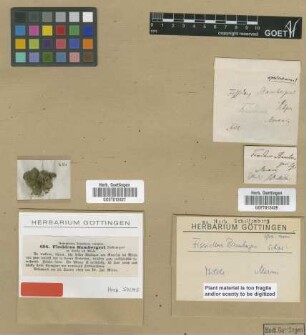 Fissidens bambergeri Schimp. [isotype]