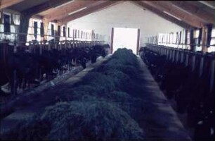 Fotografie: Anbindestall, Anbindevorrichtung, Futtervorlage, Futtertisch