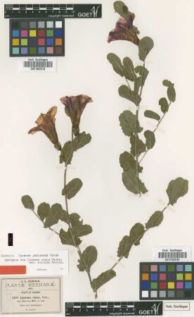 Ipomoea stans Cav. var. B.L.Rob. hirsuta[syntype]