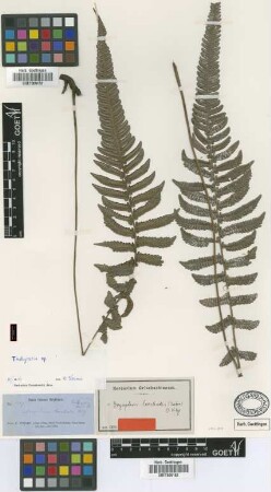 Theylpteris sp. Not on sheet