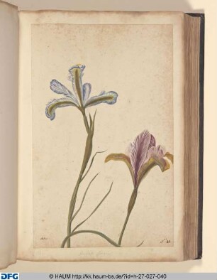 Iridis species.