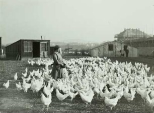 Gauernitz. Hühnerfarm. Hühner (Weiße Leghorn) werden gefüttert