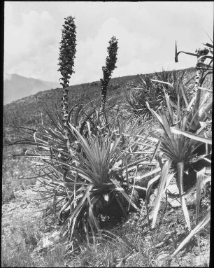 Puya Herzogii in den Matten an der Waldgrenze oberhalb von Escola