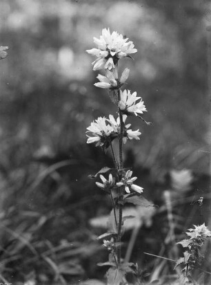 Büschel-Glockenblume : Blühende Knäuel-Glockenblume (Campanula glomerata), auch Büschel-Glockenblume.