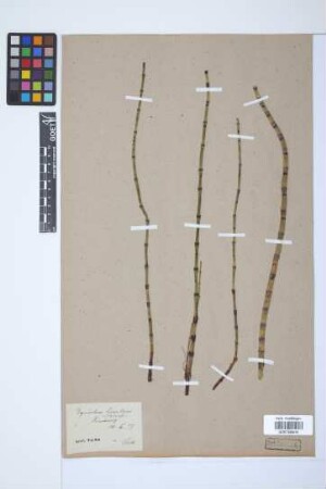 Equisetum fluviatile L.