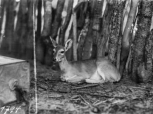 Antilope : Junges Impala