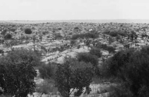Felder und Wanderdüne : Blick auf Felder mit einer angrenzenden Wanderdüne