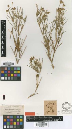 Genista microcephala Coss. & Durieu [isotype]
