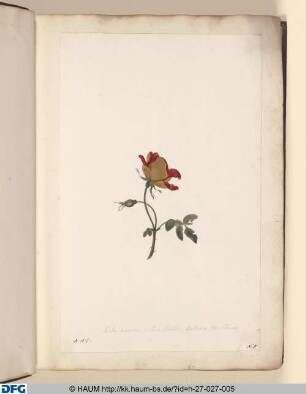 Rosa punicea, f: Rosa Sylvestris; Anstriacas; flore Pheonices