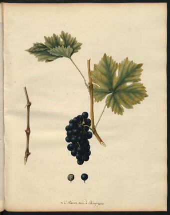 124. Le Raisin noir de Champagne